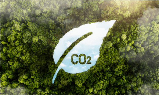 view-green-forest-trees-with-co2